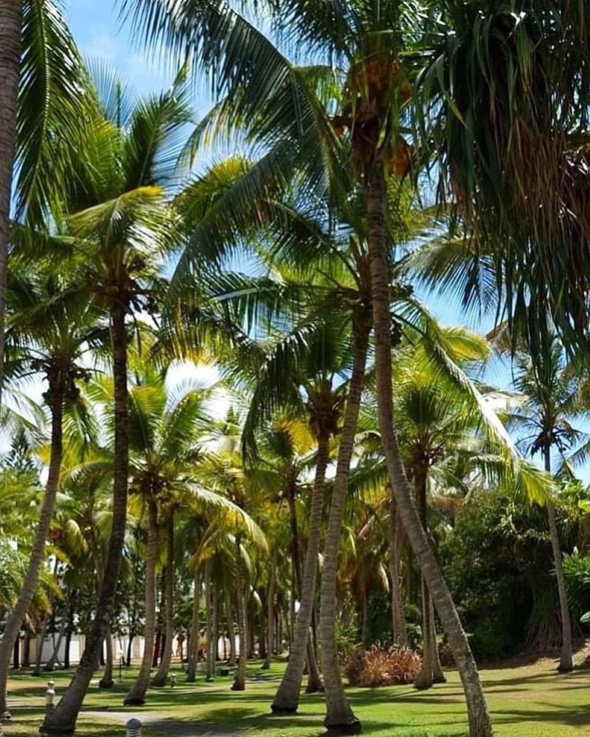 Studio Mojito Vue Mer,Piscine Avec Cuve Eau Et Acces Plage Et Piscine Anse Des Rochers سانت فرانسوا المظهر الخارجي الصورة